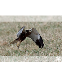 گونه سنقر تالابی شرقی Eastern Marsh Harrier